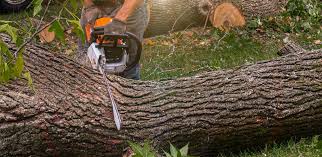 Barbourville, KY Tree Services Company