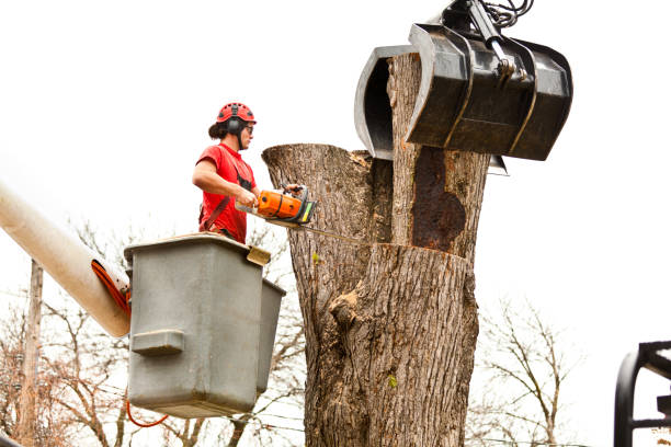 Best Seasonal Cleanup  in Barbourville, KY